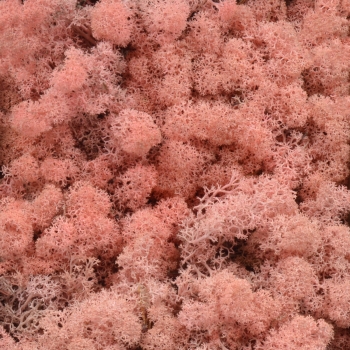 Licheni natural 500gr roze AFO