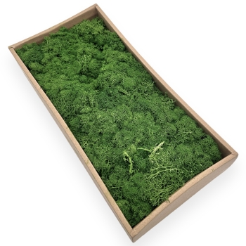 Licheni Natural Premium Curatat 500g - Verde Moss