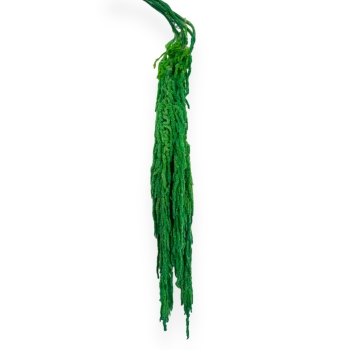 Buchet Amaranthus Criogenat Verde