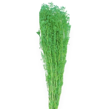 Buchet Broom Bloom Uscat 80g - Verde